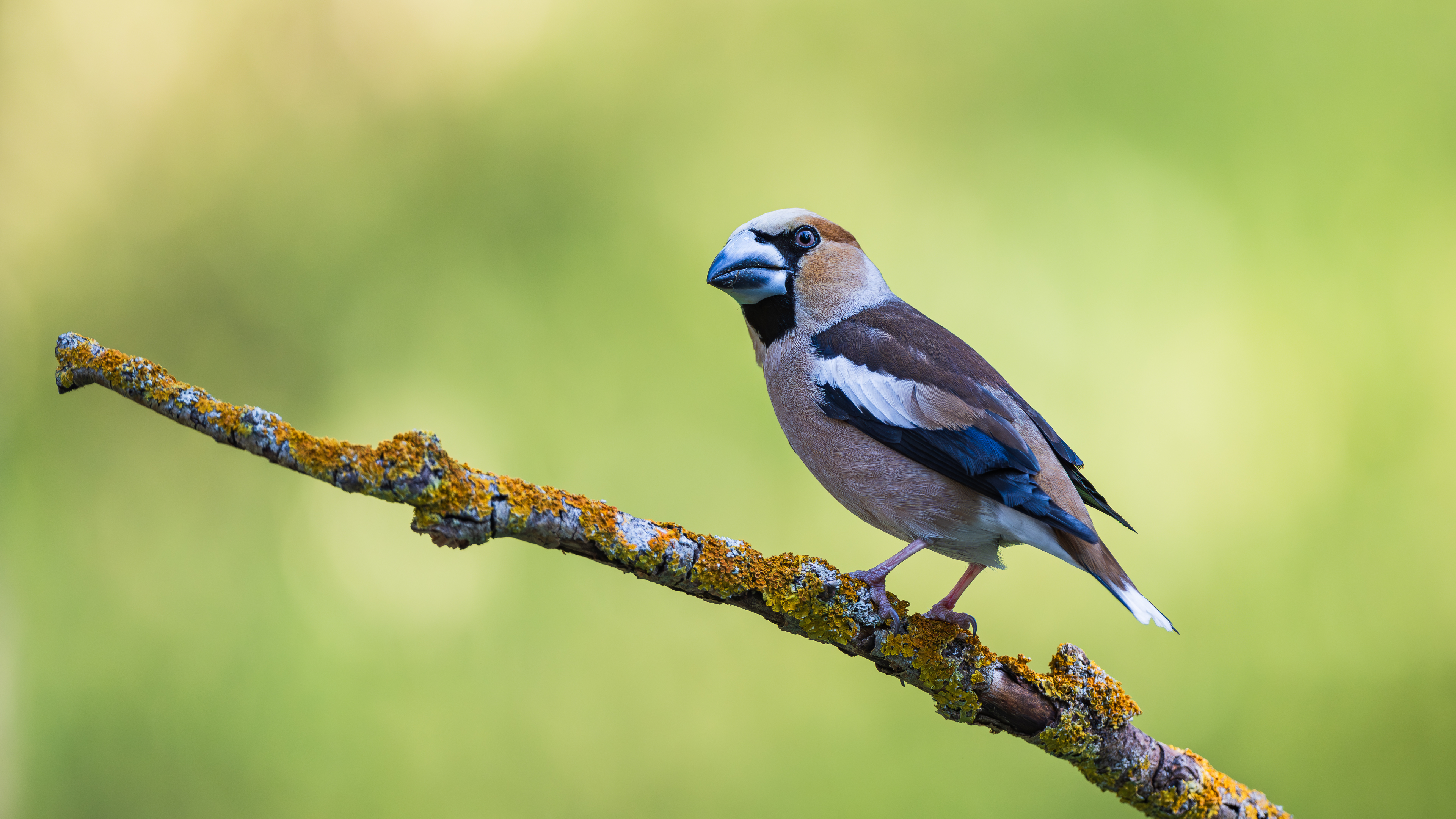 Hawfinch